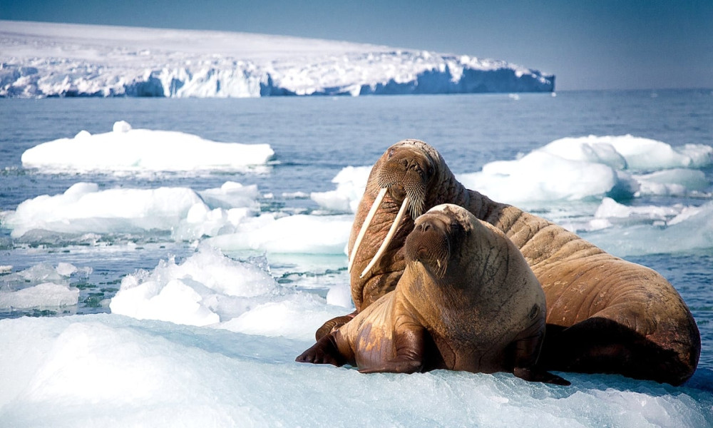 Blue Planet II (S1E1)