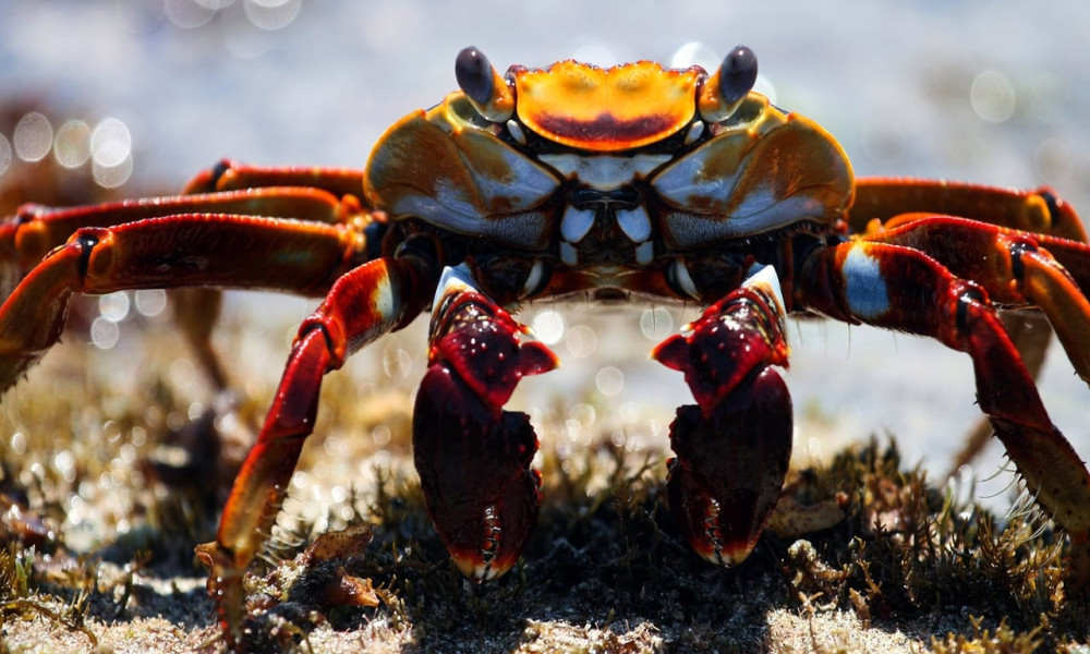 Blue Planet II (S1E6)